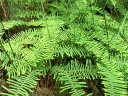 whangarei (60)